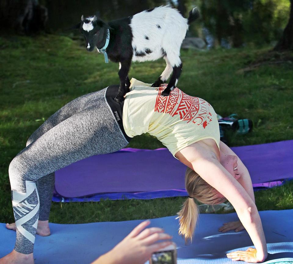 goat yoga 😂🐐