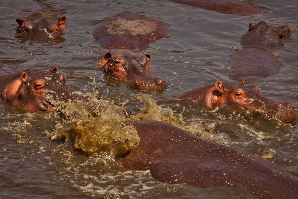 Just another day on the river with some hippos! They're definitely not shitting in each other's faces...